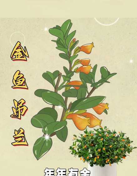 金鱼花的寓意代表什么 金鱼花的寓意是什么