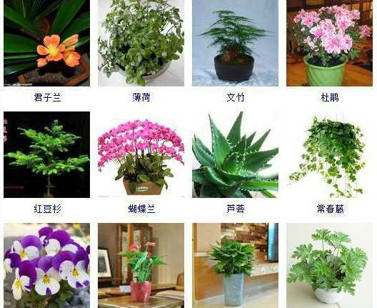 家里种的花都有什么花 家里养什么花比较好