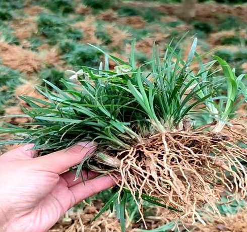 玉龙草一斤种多少面积 载玉龙草间距多少