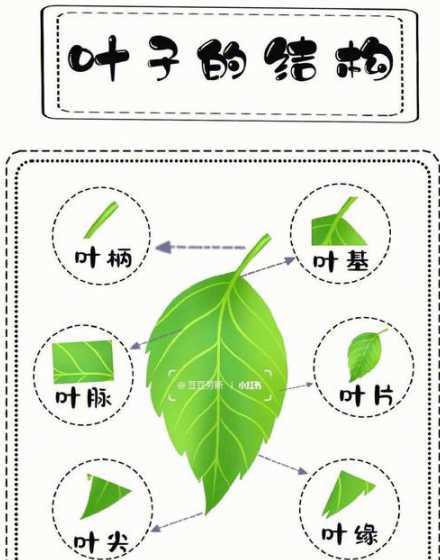 树叶都是有什么组成的 树叶的结构是什么呢