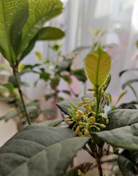 桂花开花时为什么不长 桂花树冒出小芽为什么不长了