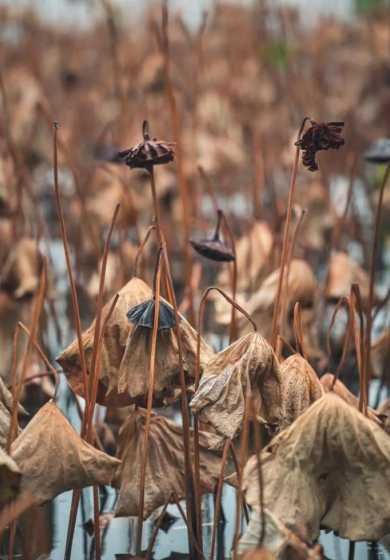 盆栽荷叶为什么会干枯 很小的荷叶盆栽,怎么养