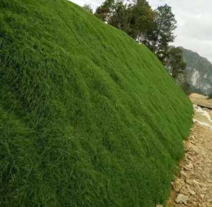 边坡防护一般用什么草 护坡用什么植物
