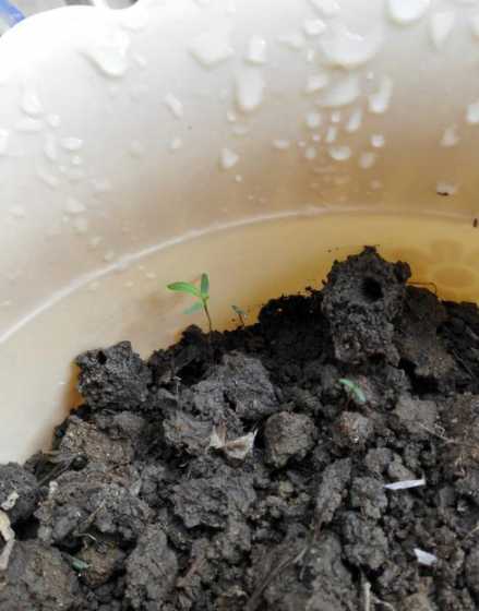 玫瑰苗没开花什么样子 玫瑰花在秋天是什么样