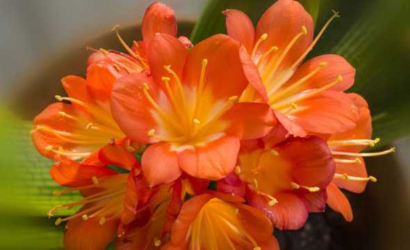 君子兰开花是怎么样的 君子兰开花什么样