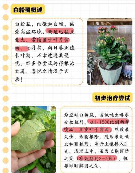 家养花长腻虫怎么处理 花上长腻虫怎么办