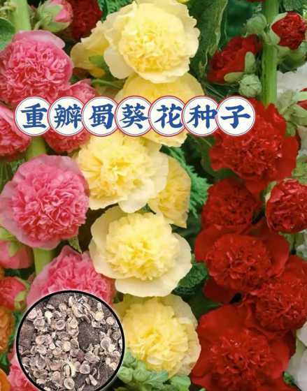 蜀葵种子在什么季节种 蜀葵种子什么时候播种最好