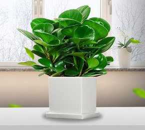 绿色的盆栽栽什么好看 大型绿植配什么颜色花盆好看(绿色花盆适合种什么花)