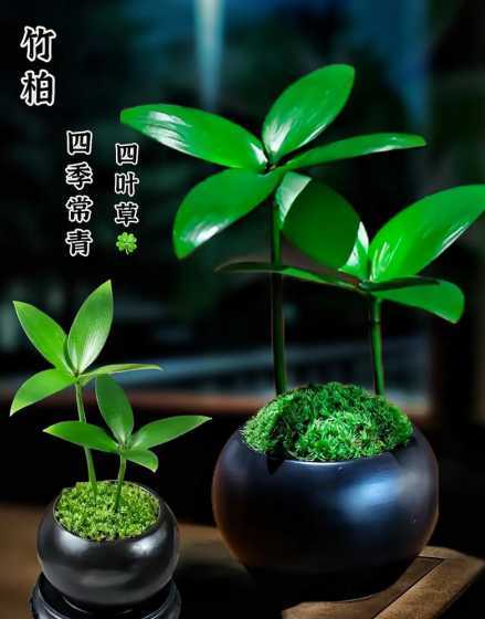 南方种什么草四季常青 有什么牧草四季常青吗