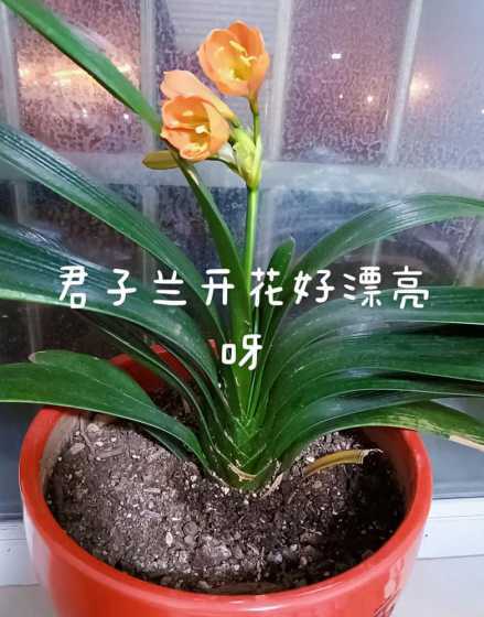 君子兰为什么提前开花 君子兰首次开花预兆什么
