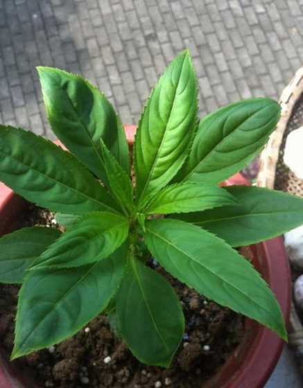 凤仙花叶子是怎么样的 凤仙花有什么样的叶子