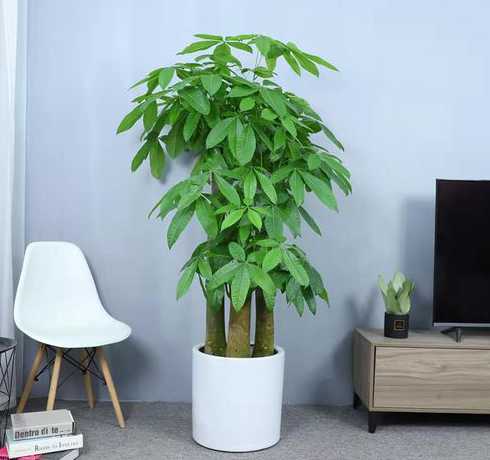 企业起步养什么植物好 办公室养什么植物比较旺事业旺财寓意好