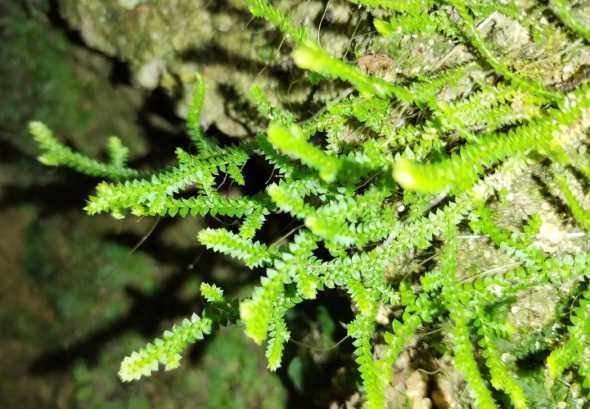 什么植物冬天还是绿的 什么植物一年四季都是绿色的