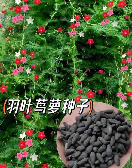 羽叶茑萝种子怎么保存 茑萝一年四季可以种吗