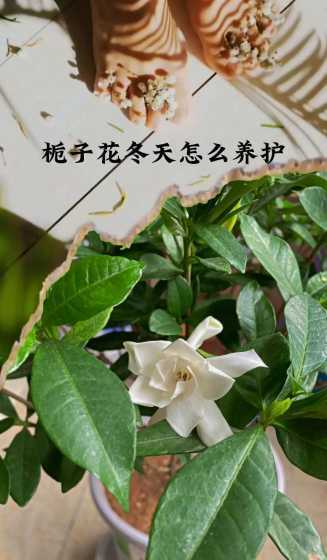 桅子花在冬天怎么养殖 桅子怎么种桅子花的养殖方法