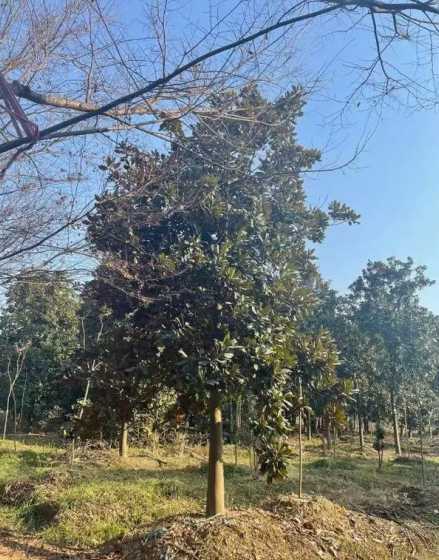 20公分广玉兰什么价 和家园到底是什么