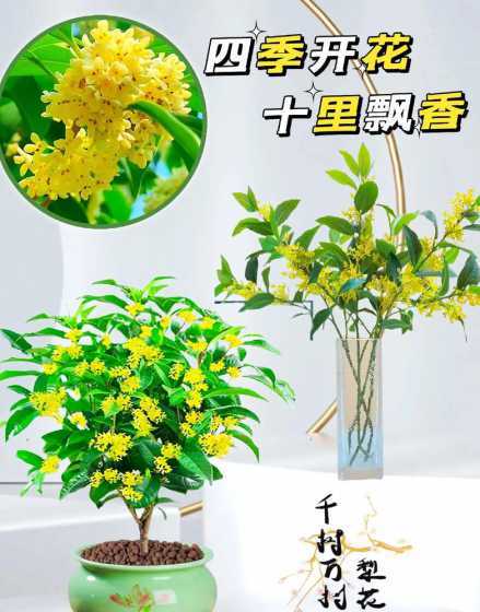 桂花树树什么时候开花 桂花树是什么时候开花