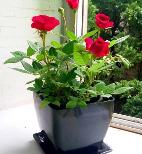 室内养什么植物喜阳光 主卧室阳光充足,适合养什么绿植