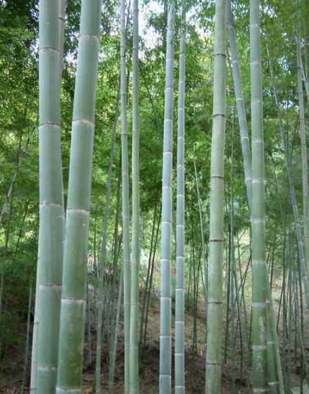 最直的竹子是什么竹子 又细又直的竹子