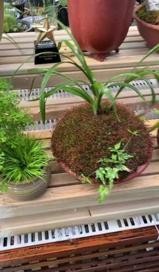 夏天高温兰花怎么浇水 兰花夏天高温怎么养