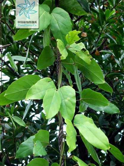 香花崖豆藤属于什么科 植物香花鸡血藤是长什么样子的