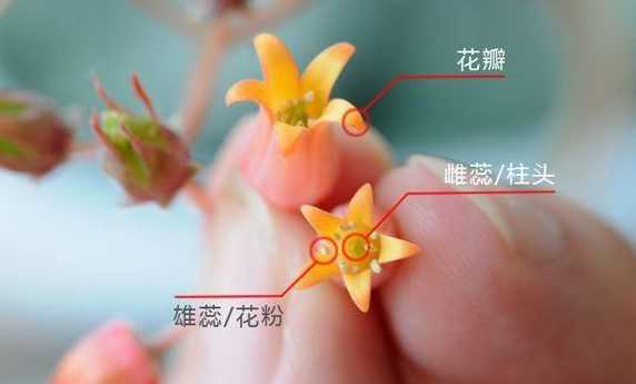 桃美人开花后怎么授粉 多肉之冬美人怎么养