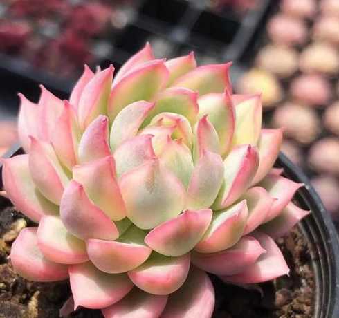多肉女雏缺水什么状态 多肉植物女雏怎么浇水和繁殖