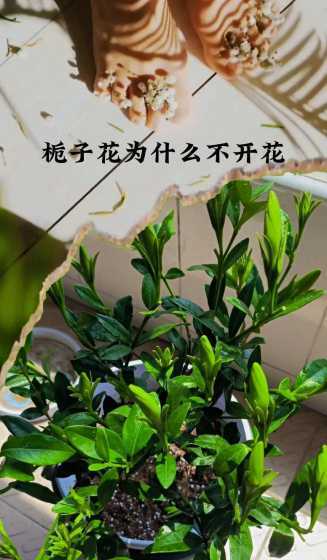 为什么桅子花树不开花 桅子花为什么只长叶子不开花啊