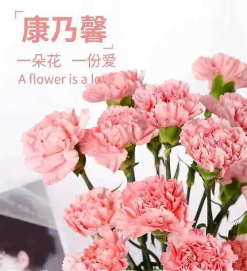 紫边康乃馨花语是什么 三朵康乃馨代表什么,3朵康乃馨的含义有哪些