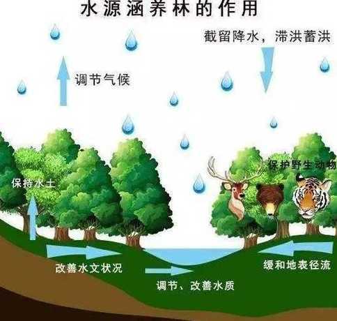 植物具有哪些生态作用 植物的什么作用有利于生态平衡