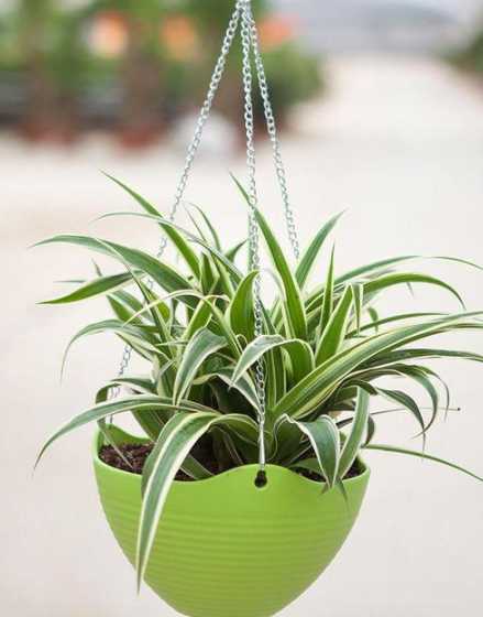 吊兰是什么时候的植物 吊兰花小时候长什么样,这是吊兰吗