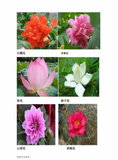 怎么判断各种花的名字 所有常见花的名字,越多越好