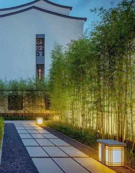 自家院子种什么竹子好 庭院种什么竹子好