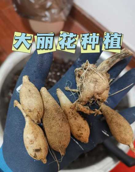大丽花的果实怎么食用 大丽花根可以吃吗