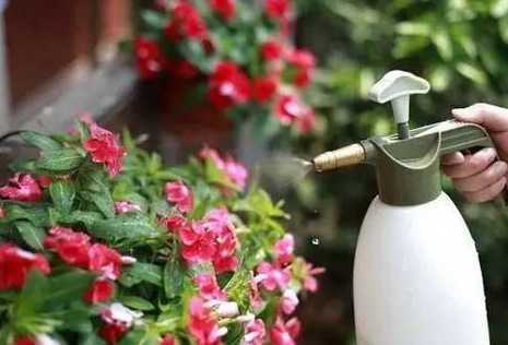 走久了家里花怎么浇水 出去游玩一个月不在家养的花怎么浇水啊
