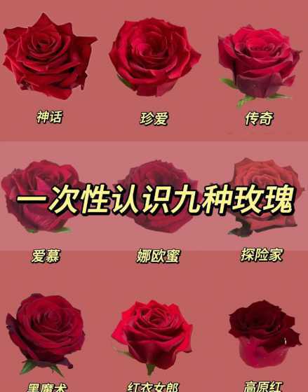 红色玫瑰有些什么名字 哪些花属于玫瑰红色