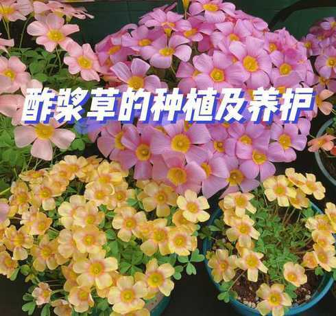 酢浆草到了秋天怎么养 红花酢浆草叶子发黄是怎么回事如何养护