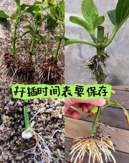 植物什么时候可以扦插 什么时候扦插栀子花合适