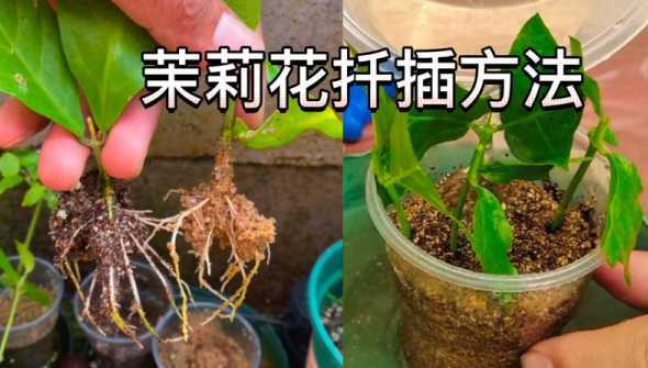 插扦茉莉花为什么不长 扦插茉莉花只长根不发芽怎么办