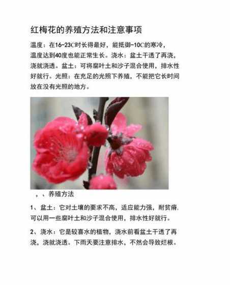 红梅夏季怎么养殖方法 红梅盆栽养殖方法