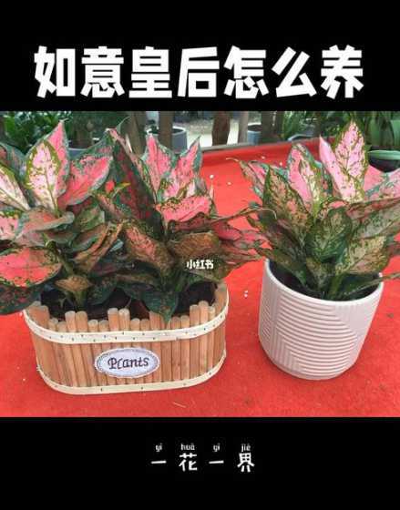 植物如意怎么养殖方法 如意怎么养殖方法