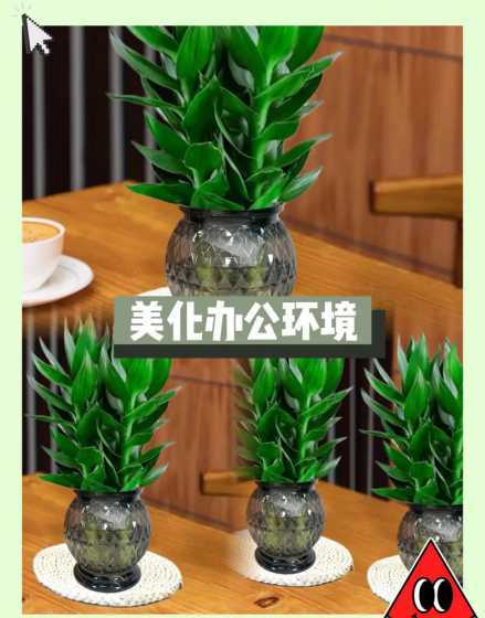 水培莲花竹有什么作用 莲花竹怎么水养才旺盛 如何水培莲花竹
