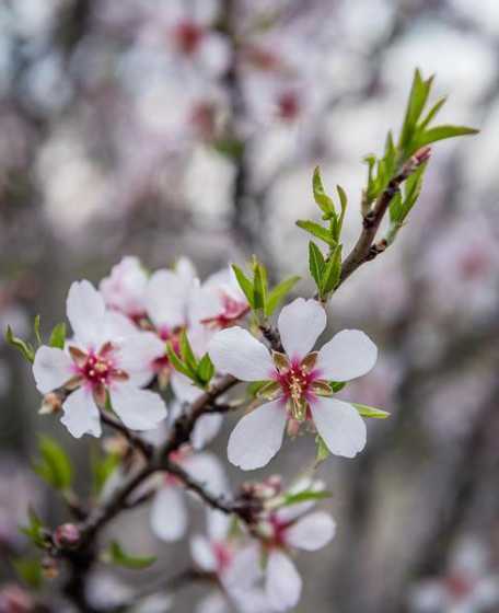 杏树开花怎么拍照好看 杏树,梨树,桃树按花开顺序排怎么排(急!)