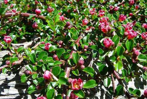 平枝栒子什么季节移栽 平枝栒子养殖方法和注意事项