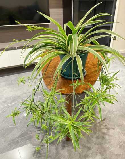 盆栽吊兰怎么种植方法 吊兰怎么种植