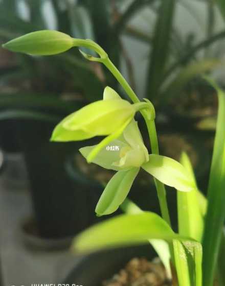 兰花怎么处理才会开花 兰花开花后如何处理
