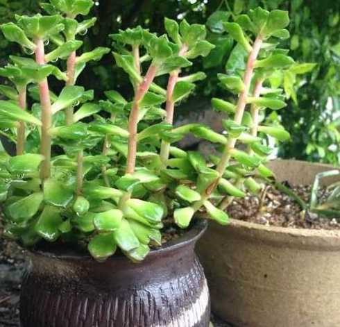 多肉植物为什么会徒长 多肉植物徒长的原因和解决办法