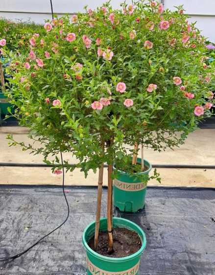 家庭盆栽木槿花怎么养 木槿花盆栽养殖方法