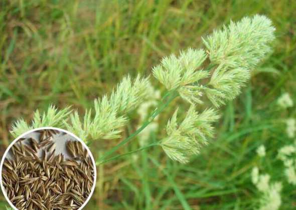 鸭茅一亩需要多少种子 紫花苜蓿每亩用多少种子