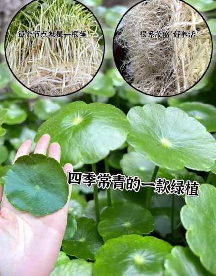 拿来铜钱草根怎么水培 【水培铜钱草烂根】铜钱草烂根怎么办